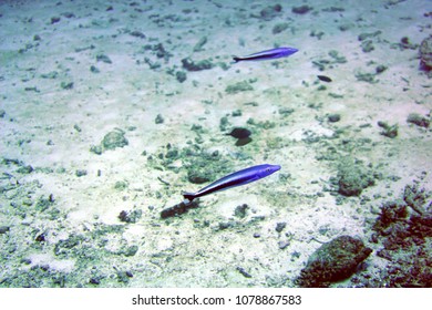 Bluestreak Cleaner Wrasse