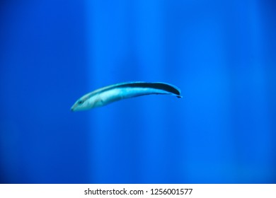 Bluestreak Cleaner Wrasse

