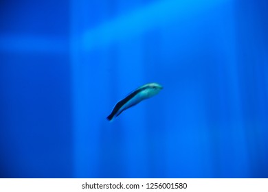 Bluestreak Cleaner Wrasse

