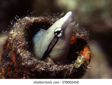 Bluestreak Cleaner Wrasse