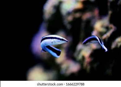 Bluestreak Cleaner Wrasse - Labroides Dimidiatus