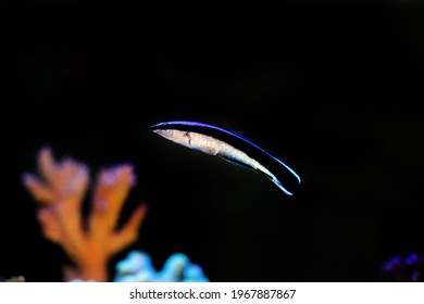 Bluestreak Cleaner Wrasse - Labroides Dimidiatus