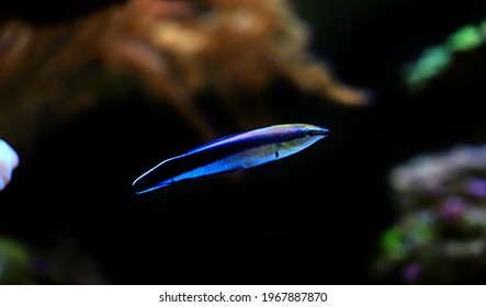 Bluestreak Cleaner Wrasse - Labroides Dimidiatus