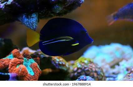 Bluestreak Cleaner Wrasse - Labroides Dimidiatus