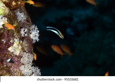 Bluestreak Cleaner Wrasse In The Red Sea.