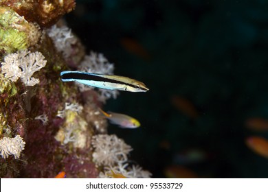 Bluestreak Cleaner Wrasse In The Red Sea.