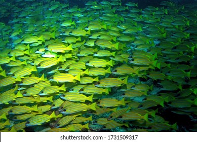 Bluestripe Snapper In Arabian Sea, Baa Atoll, Maldives, Underwater Photograph   