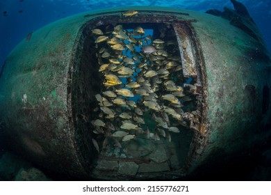Blue-Stripped Grunts (Haemulon sciurus) inhabit the wreckage of an old aircraft on the reefs off the Caribbean island of Sint Maarten