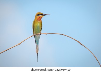 Blue Tailed Bee Eaters Images Stock Photos Vectors Shutterstock