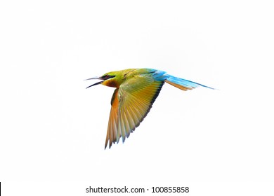 Blue-tailed Bee-eater in flight isolated on white background