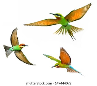 Blue-tailed Bee-eater in flight isolated on white background