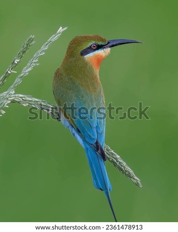 The blue-tailed bee-eater (Merops philippinus) is a near passerine bird in the bee-eater family Meropidae.