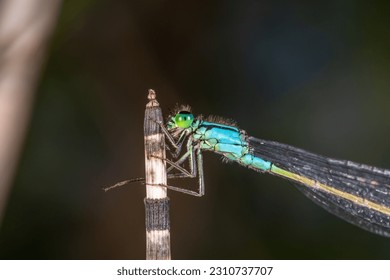 Blue-tailed damselfly sitting on a branch close-up photo. Blue dragonfly macro photography on a dark green background. - Shutterstock ID 2310737707