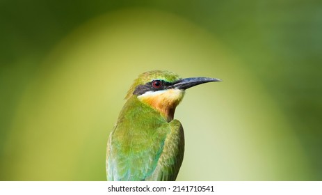 Blue-tailed Green Bee Eater With Yellow Aura  Closs Up Shot