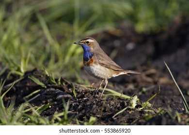 bluethroat