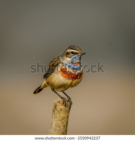 Similar – Bluethroat Ornithology