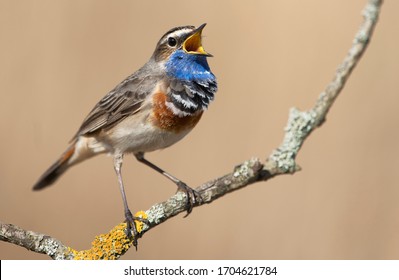 Bluethroat Bird Close Up ( Luscinia Svecica )