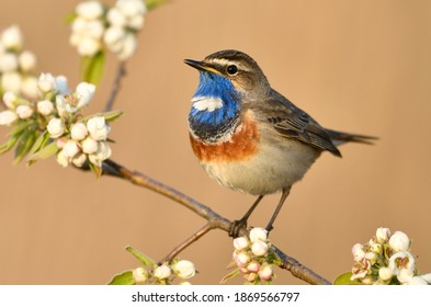 Bluethroat bird close up( Luscinia svecica ) - Powered by Shutterstock
