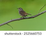 A bluethroat bird perches gracefully on a slender branch, displaying its distinctive blue throat and brown plumage. The bird stands out beautifully against the blurred green background.