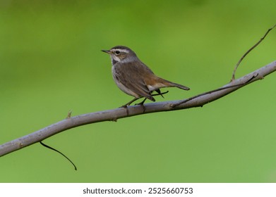 A bluethroat bird perches gracefully on a slender branch, displaying its distinctive blue throat and brown plumage. The bird stands out beautifully against the blurred green background. - Powered by Shutterstock