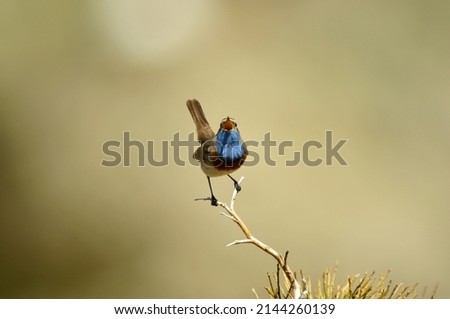 Similar – Foto Bild Blaukehlchen Ornithologie