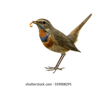 Bluethroat (Luscinia Svecica) Beautiful Brown Bird With Blue And Orange Feathers On His Chest Carrying Worm Food In His Mouth With Wagging Tail Isolated On White Background, Exotic Nature