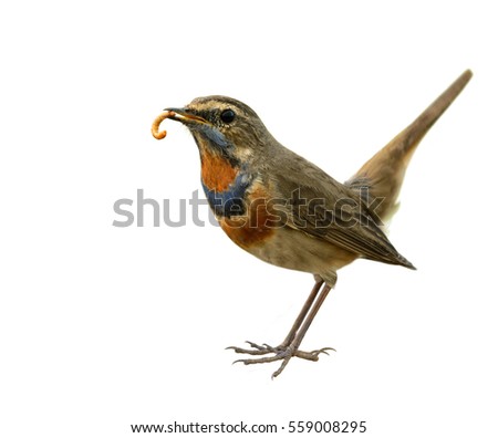 Bluethroat (Luscinia svecica) beautiful brown bird with blue and orange feathers on his chest carrying worm food in his mouth with wagging tail isolated on white background, exotic nature