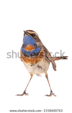 Similar – Bluethroat Ornithology