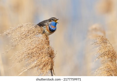 Bluethroat, Luscinia Svecica. The Male Bird Sits On Top Of A Reed And Sings