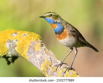 Bluethroat, Luscinia Svecica. The Male Bird Sits On A Beautiful Branch Against A Blurry Background.