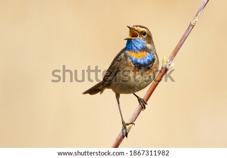 Similar – Bluethroat Ornithology