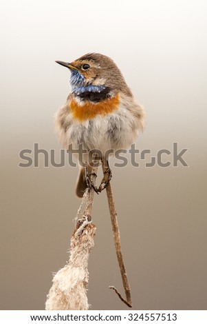 Similar – Bluethroat Ornithology