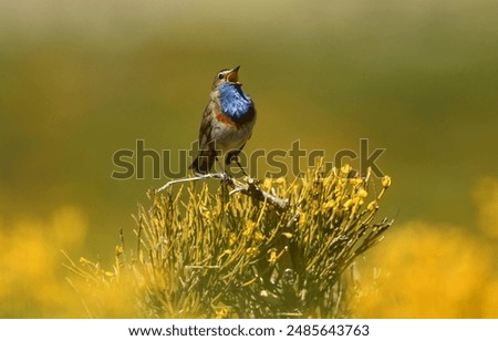 Similar – Bluethroat Biology