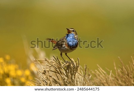 Similar – Foto Bild Blaukehlchen Ornithologie