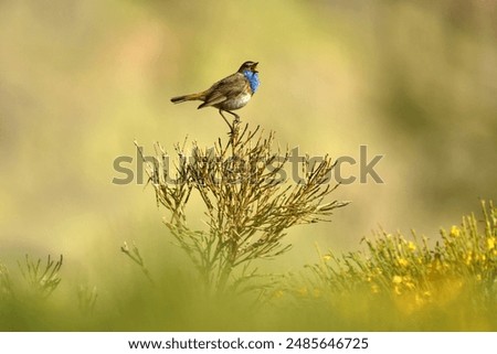 Similar – Bluethroat Biology