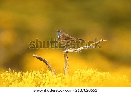 Similar – Bluethroat Biology