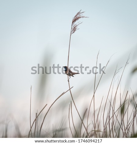 Similar – Image, Stock Photo No pipe sparrow