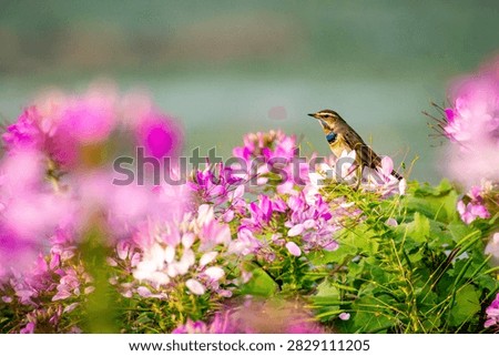 bluethroat, a small passerine bird