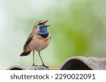 The bluethroat  is a small passerine bird ..Birds of Central Russia.