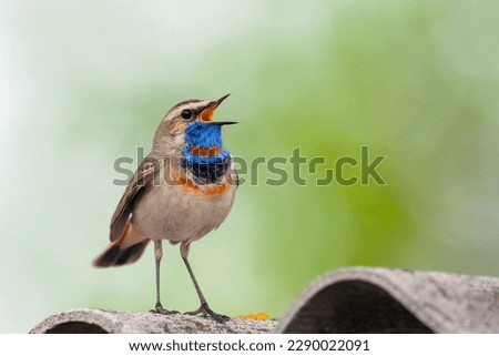 The bluethroat  is a small passerine bird ..Birds of Central Russia.