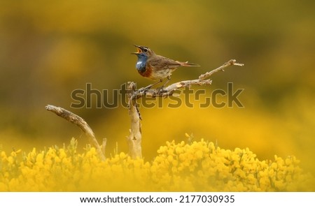 Similar – Bluethroat Biology