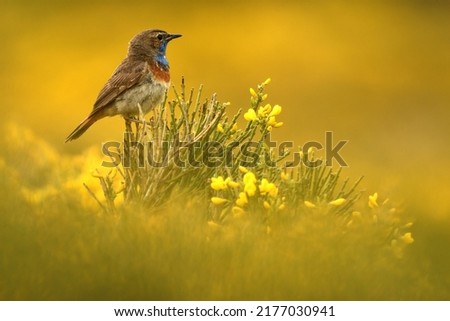 Similar – Image, Stock Photo Bluethroat Safari Biology