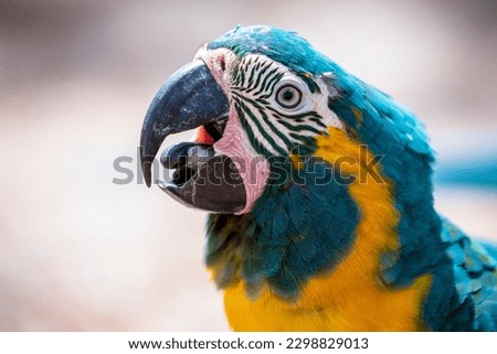 The blue-throated macaw (Ara glaucogularis; previously Ara caninde) is a macaw endemic to a small area of north-central Bolivia. 
This species was designated by law  as a natural patrimony of Bolivia.
