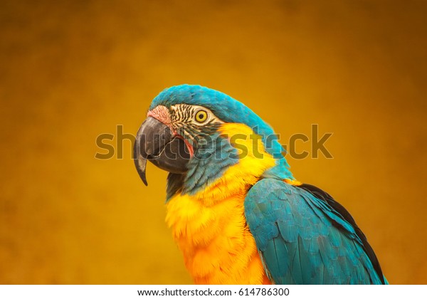 charme Forståelse løg Bluethroated Macaw Ara Glaucogularis Previously Ara Stock Photo (Edit Now)  614786300