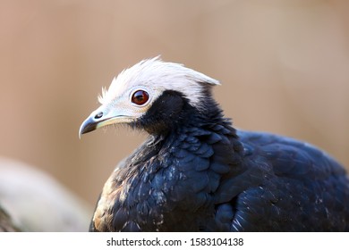 The Blue-throated Piping Guan (Pipile Cumanensis), Portrait Of A Bird From The Family Cracidae.