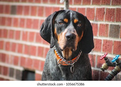 Bluetick Coonhound Alert.