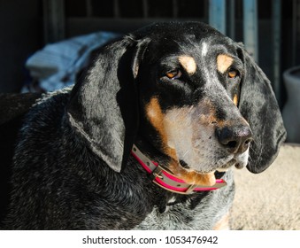 Bluetick Coonhound With Alert Ears.