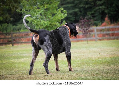 Bluetick Coonhound Barking Outward