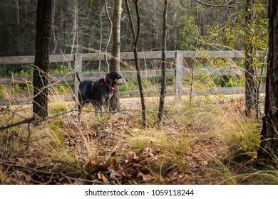 Bluetick Coonhound In The Forest