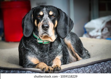 Bluetick Coonhound Laying Down